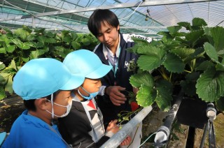 Ｓ静岡市　大長理恵子　児童がイチゴ栽培学ぶ
